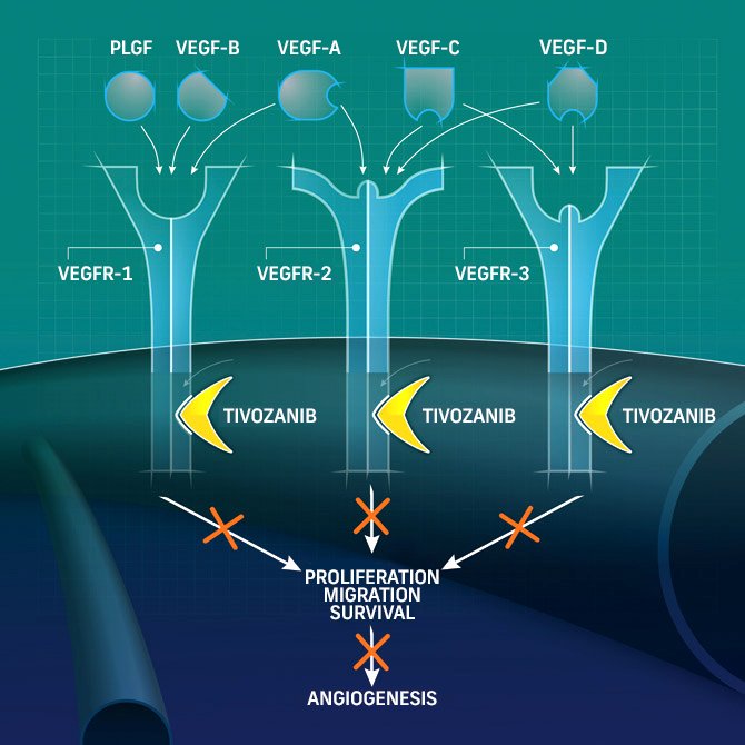 Diagram showing Tivozanib blocking VEGF receptors (VEGFR-1, VEGFR-2, VEGFR-3)